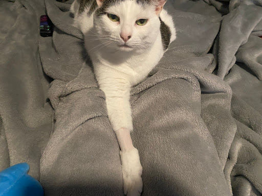 Somerset Animal Hospital image