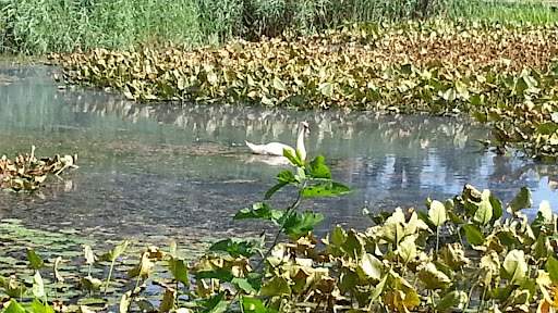 Park «Baisley Pond Park», reviews and photos, Baisley Blvd, Jamaica, NY 11434, USA