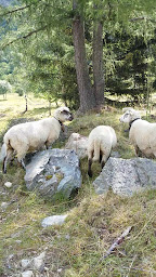 Photo n°6 de Restaurant La Ferme des 3 Ours à Vallorcine ()