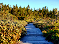 OGGI BE Yoga Therapy & Rewilding - Photo 4 - Car repair in South Burlington, VT, Burlington