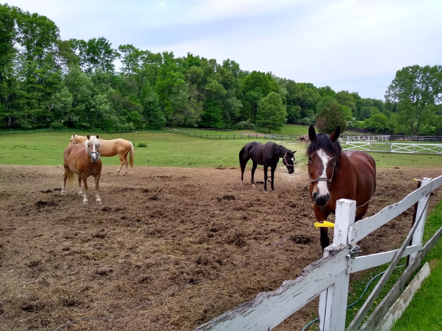 Grooming Quarters of Brighton