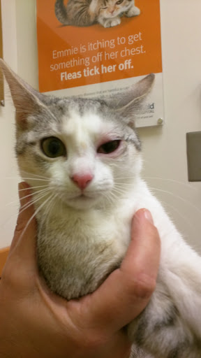 Pet Supply Store «PetSmart», reviews and photos, 2750 Carl T Jones Dr SE, Huntsville, AL 35802, USA