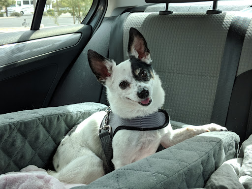 Pet Supply Store «Pet Club Avondale», reviews and photos, 1729 N Dysart Rd B-101, Avondale, AZ 85392, USA