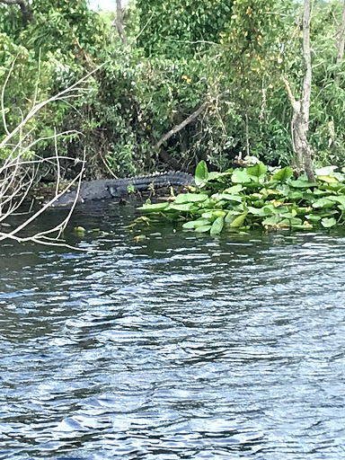 Boat Tour Agency «Alligators Unlimited Airboat Tours», reviews and photos, 14400 Reese Dr, Lake Wales, FL 33898, USA