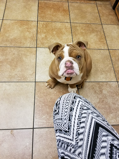 Pet Supply Store «PetSmart», reviews and photos, 2940 Chapel Hill Rd, Douglasville, GA 30135, USA