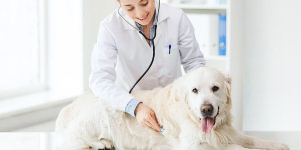 All Animal Care Veterinary Hospital