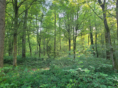 Forêt Domaniale de Marchiennes à Marchiennes