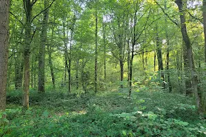 Forêt Domaniale de Marchiennes image