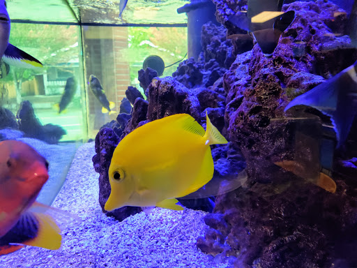 Tropical Fish Store «All Things Aquariums», reviews and photos, 30789 SW Boones Ferry Rd k, Wilsonville, OR 97070, USA