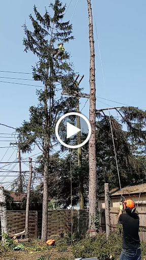 Tree Service «Polgar Tree Service & Removal LLC», reviews and photos