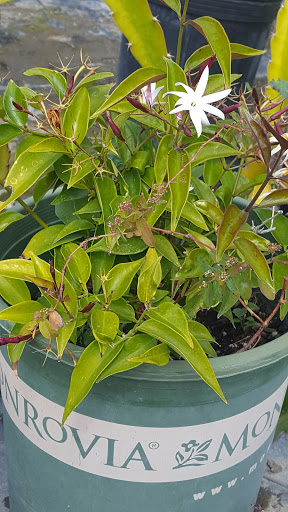 Gift Shop «Blue Hills Nursery & Gift Shop», reviews and photos, 16440 Whittier Blvd, Whittier, CA 90603, USA