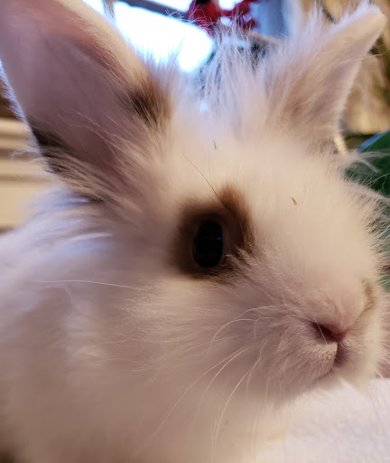 Pony Ride Service «Animals Unlimited LLC est 1996 travelling petting zoo/pony rides/travelling exotic animal programs .», reviews and photos, 16805 Mountain Rd, Montpelier, VA 23192, USA