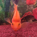 Photo n° 1 de l'avis de Christophe.' fait le 22/11/2022 à 18:07 pour Indochine à Niederbronn-les-Bains