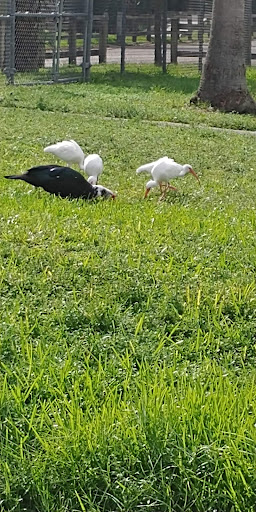 Park «Bicentennial Park», reviews and photos, 7300 Farragut St, Hollywood, FL 33024, USA