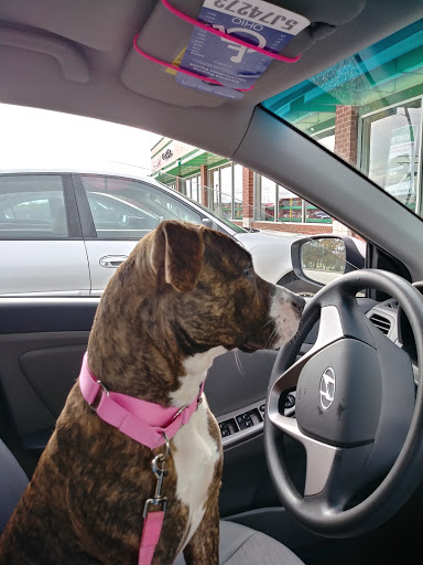 Pet Supply Store «Pet Supplies Plus», reviews and photos, 3100 Manchester Rd, Akron, OH 44319, USA