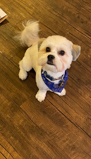 Pet Supply Store «PetSmart», reviews and photos, 4731 Commercial Dr, New Hartford, NY 13413, USA