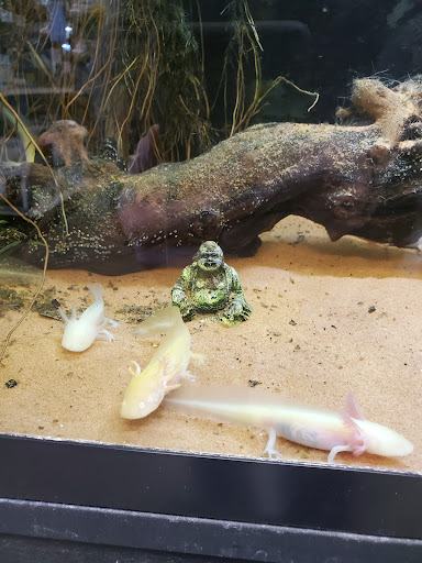 Pet Store «Tye-Dyed Iguana - Reptiles», reviews and photos, 1905 W U.S. 50, Fairview Heights, IL 62208, USA