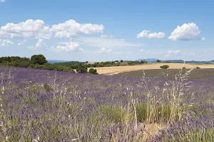 Lavender Fields image