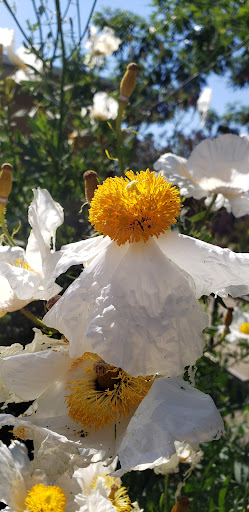 College «Sacramento City College», reviews and photos