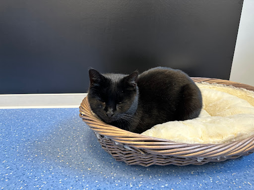 Tierarztpraxis am Wasserturm unter Staßfurt, Sachsen-Anhalt