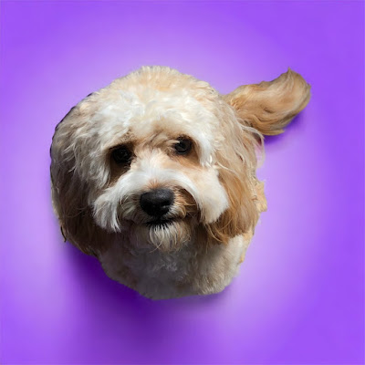Bella's Beauty Groom