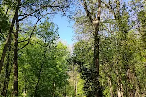 Forêt départementale de Bellejame image