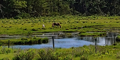 National Park «Assateague Island National Seashore», reviews and photos, 7206 National Seashore Ln, Berlin, MD 21811, USA