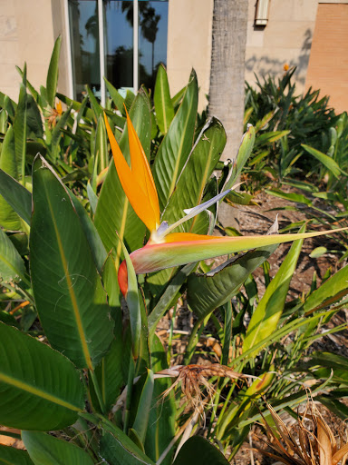 Convention Center «McAllen Convention Center», reviews and photos, 700 Convention Center Blvd, McAllen, TX 78501, USA