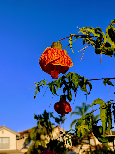 Park «Veterans Park», reviews and photos, 4554 Avenida Granada, Cypress, CA 90630, USA