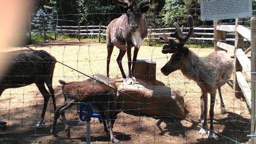 Zoo «Charmingfare Farm», reviews and photos, 774 High St, Candia, NH 03034, USA