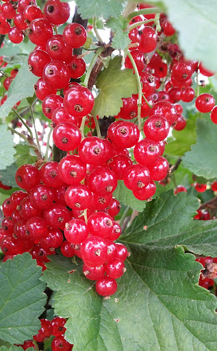 Produce Market «B&P Hitz Fruit Farm (Apples N Produce)», reviews and photos, 14070 Wilco Hwy NE, Woodburn, OR 97071, USA