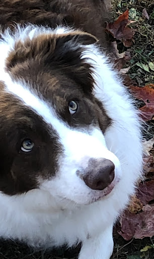 Westglen Animal Hospital image