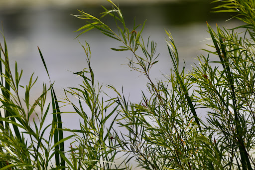 Bird Watching Area «Jelke Creek Bird Sanctuary», reviews and photos, Boncosky Rd, Dundee Township, IL 60118, USA