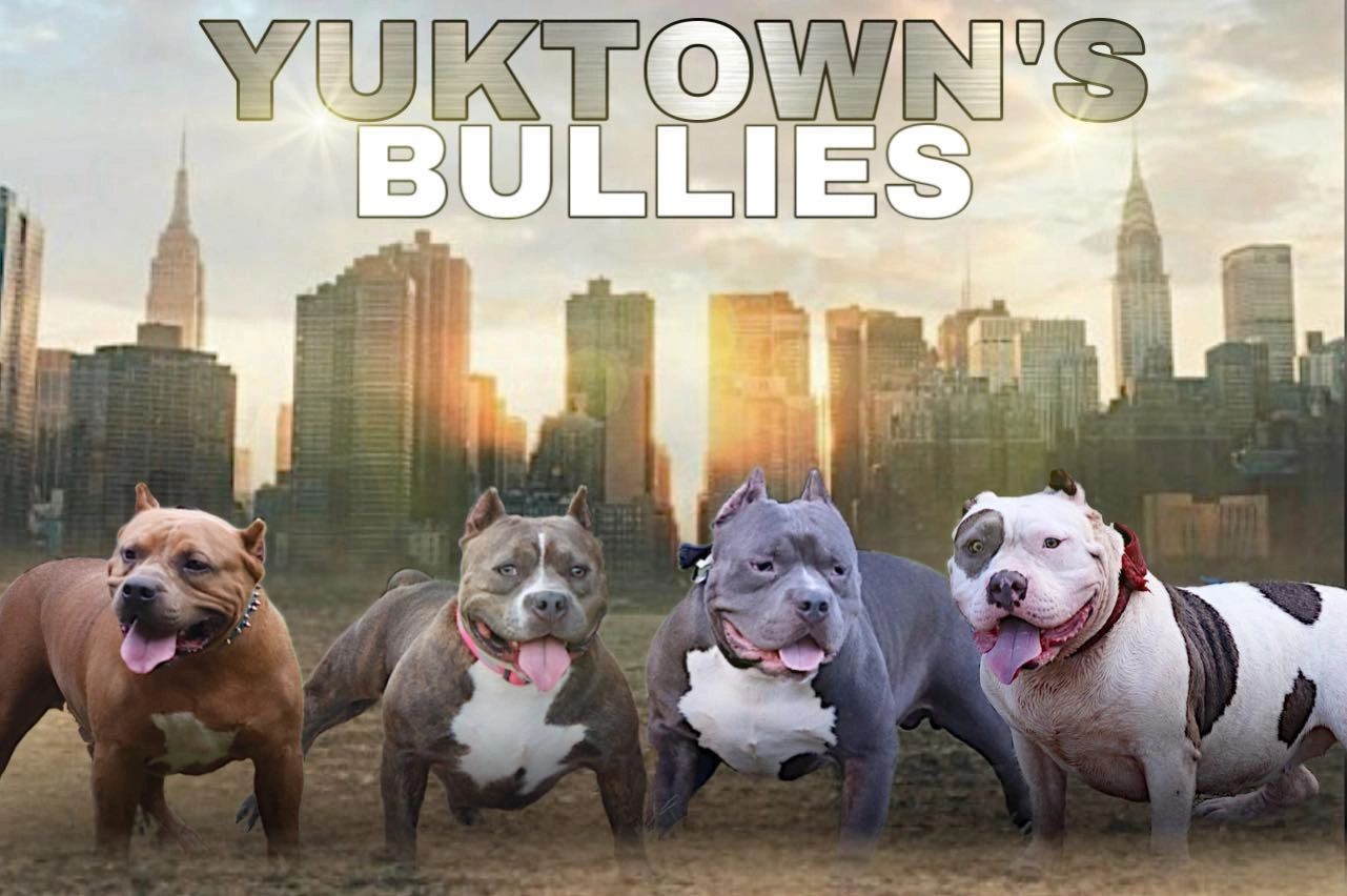 Yuktown's Bullies