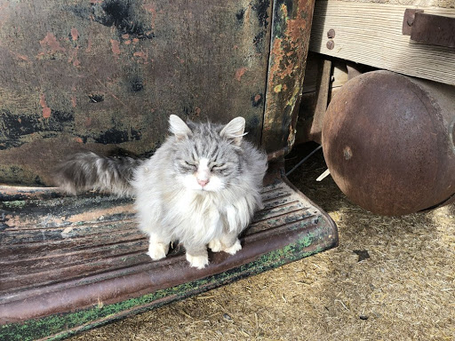 Zoo «Jr Pony Parties», reviews and photos, 1744 N Leonard Ln, Las Vegas, NV 89108, USA