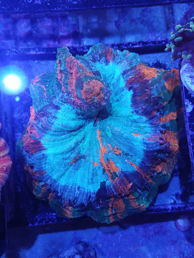 Tropical Fish Store «Ocean Avenue», reviews and photos, 6401 S Cooper St, Arlington, TX 76001, USA