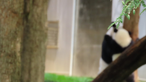 Tourist Attraction «Elephant Trails», reviews and photos, 3001 Connecticut Ave NW, Washington, DC 20008, USA