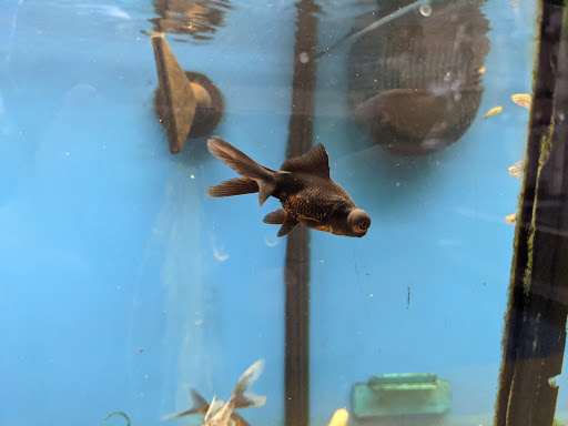 Pet Supply Store «Petco Animal Supplies», reviews and photos, 22000 Dulles Retail Plaza #110, Sterling, VA 20166, USA