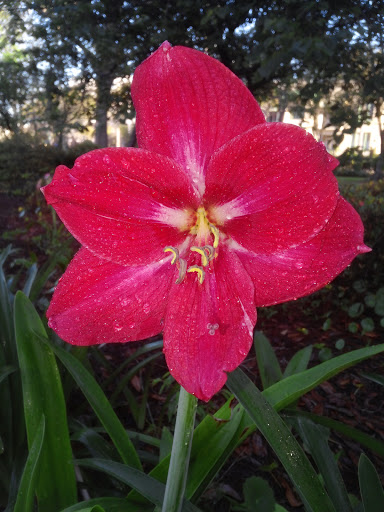 Memorial Park «Memorial Park», reviews and photos, 1620 Riverside Ave, Jacksonville, FL 32204, USA