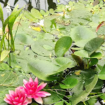 Photo n° 11 de l'avis de Dominique.a fait le 04/06/2023 à 18:15 pour Parc Oriental de Maulévrier à Maulevrier