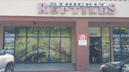Strickly Reptiles