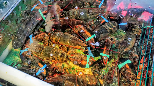 Seafood Market «Pine Tree Seafood & Produce», reviews and photos, 655 US-1, Scarborough, ME 04074, USA