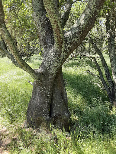 Nature Preserve «Effie Yeaw Nature Center», reviews and photos, 2850 San Lorenzo Way, Carmichael, CA 95608, USA