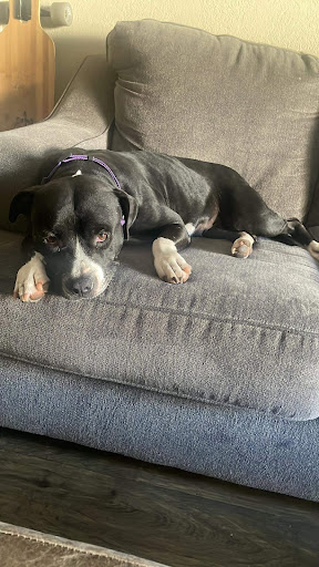 Pet Store «Choice Pet Market», reviews and photos, 2915 W Ray Rd, Chandler, AZ 85224, USA