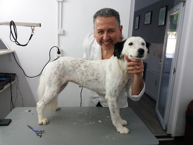 Frizerie Canina Oradea Dog Barber - <nil>