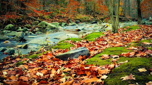 Park «Bringhurst Woods Park», reviews and photos, 5001 Washington Street Extension, Wilmington, DE 19809, USA