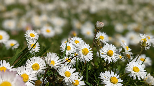 Golf Course «Kayak Point Golf Course», reviews and photos, 15711 Marine Drive NE, Stanwood, WA 98292, USA