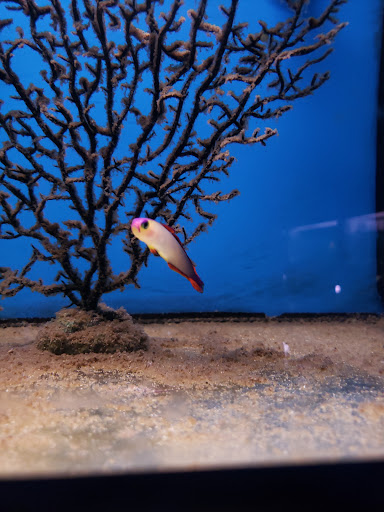 Pet Supply Store «Monrovia Tropical Fish», reviews and photos, 603 W Huntington Dr, Monrovia, CA 91016, USA