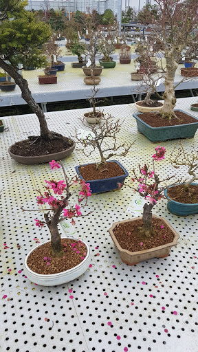 Bonsai lessen Rotterdam