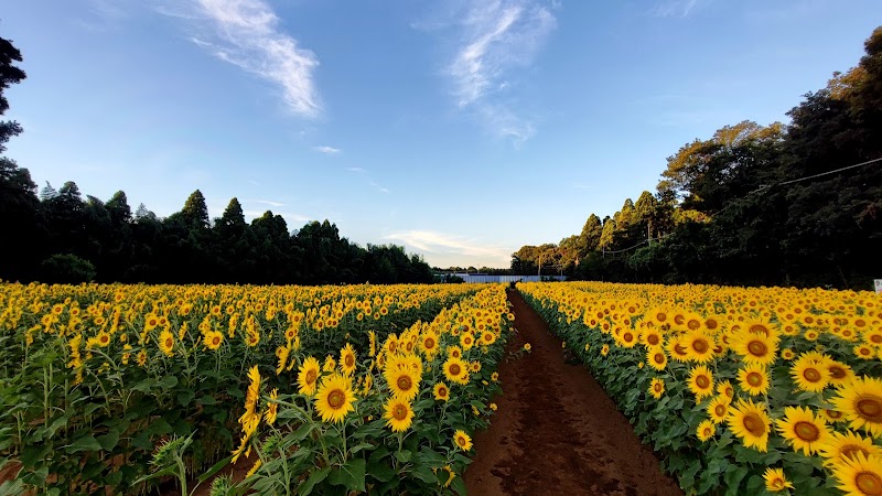 佐倉里山自然公園 ひまわり畑